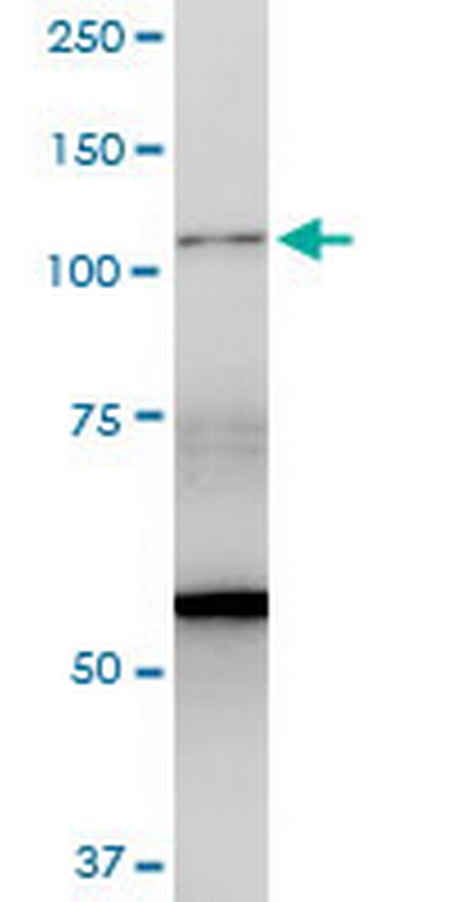 BAT3 Antibody in Western Blot (WB)