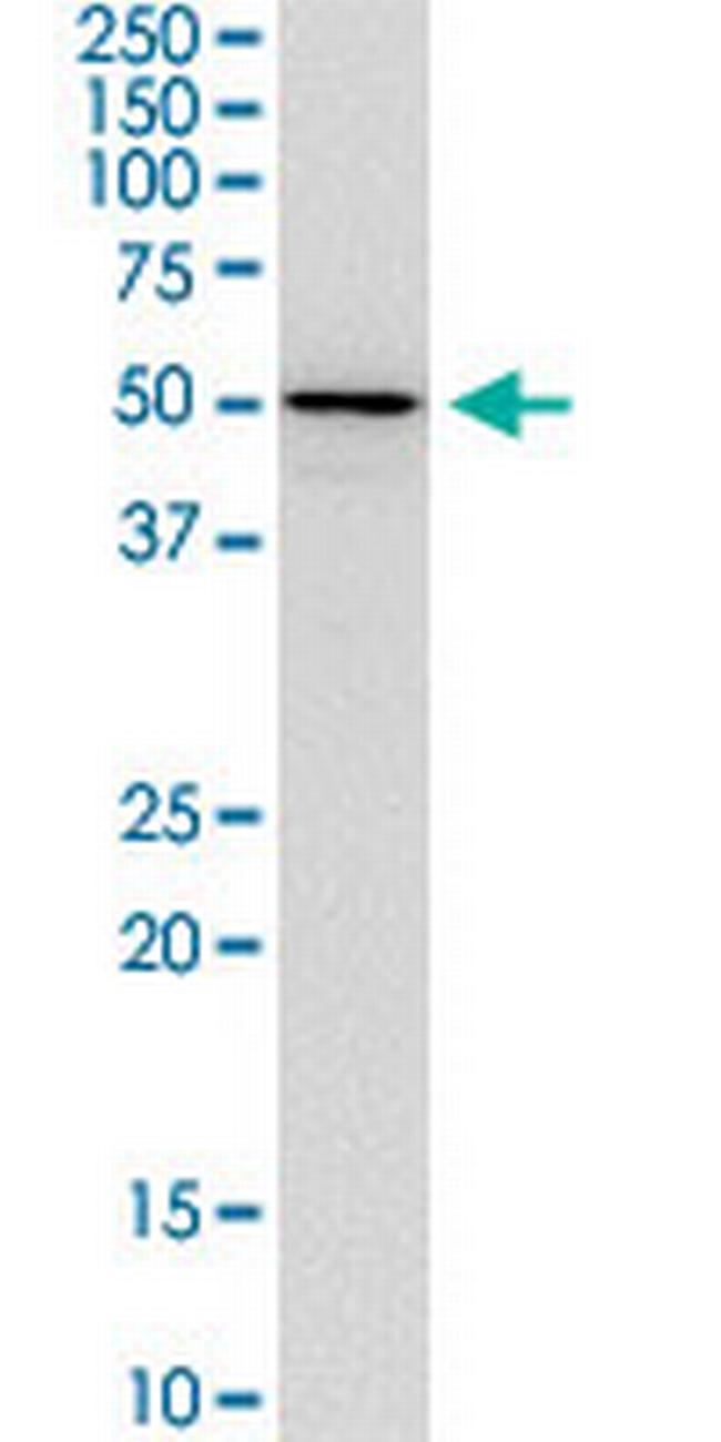 TFEB Antibody in Western Blot (WB)