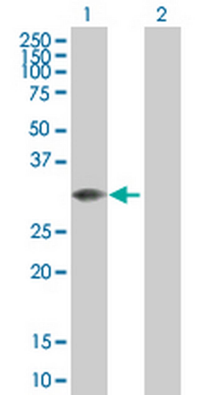 MLF2 Antibody in Western Blot (WB)
