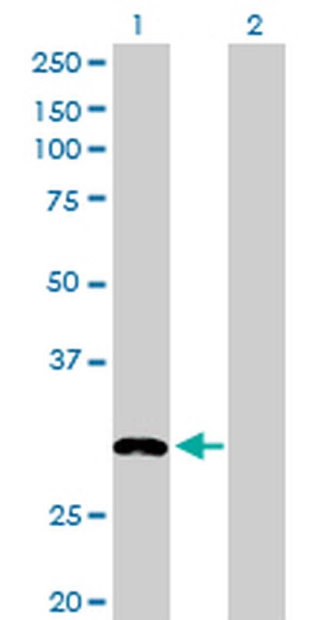 MLF2 Antibody in Western Blot (WB)