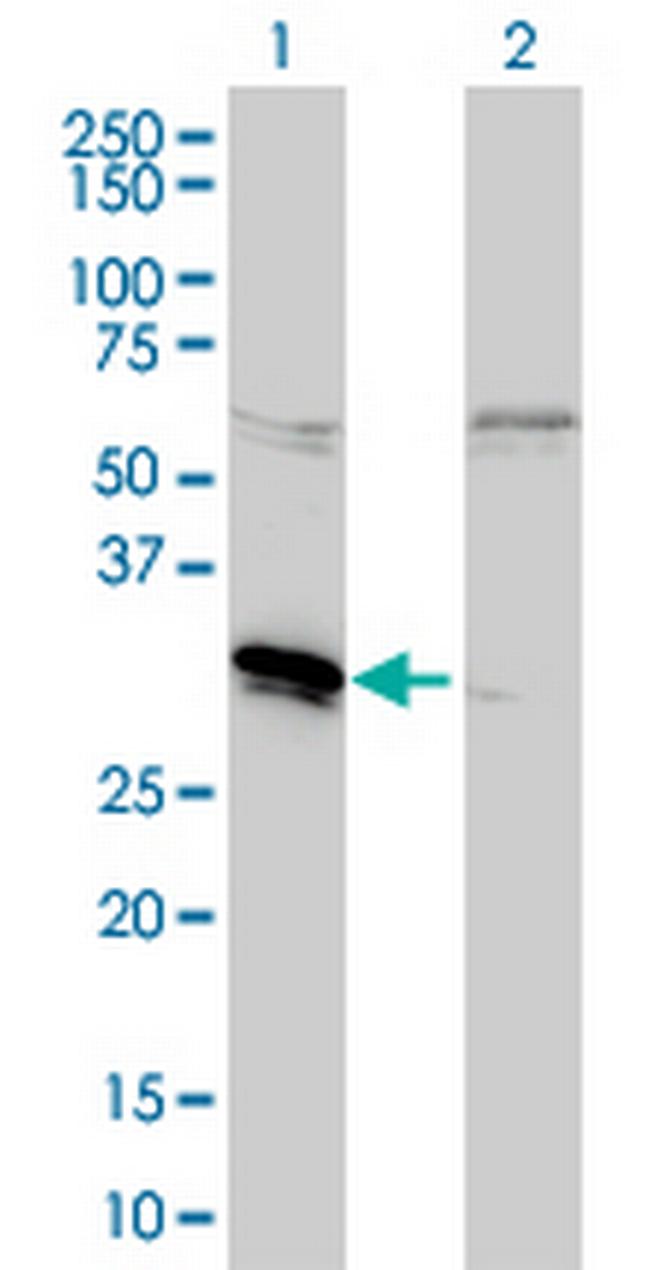 MLF2 Antibody in Western Blot (WB)
