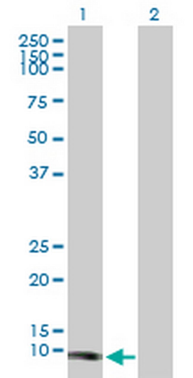 TCL1A Antibody in Western Blot (WB)