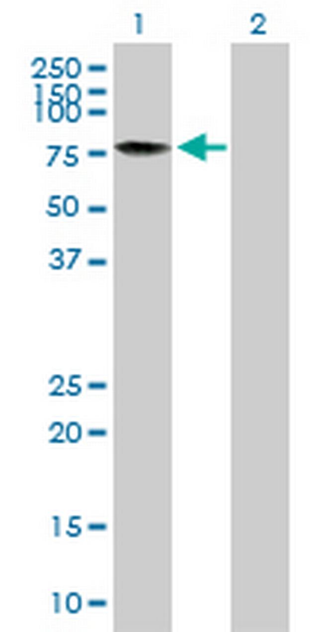 TAF15 Antibody in Western Blot (WB)