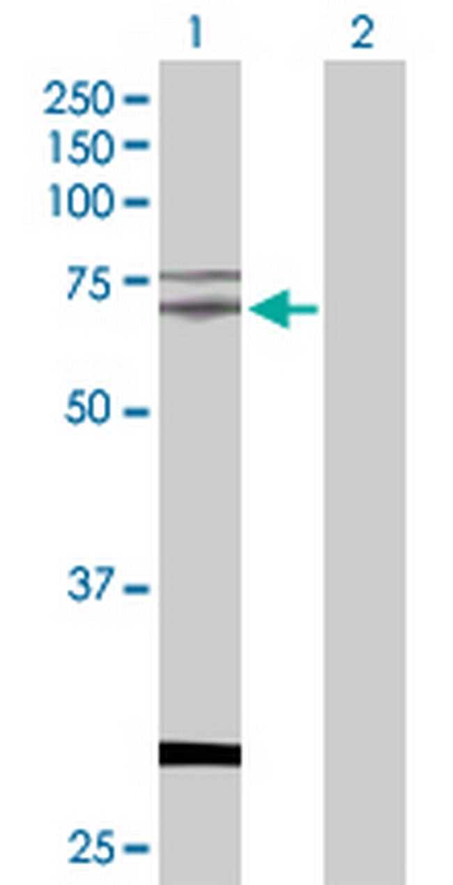 TAF15 Antibody in Western Blot (WB)