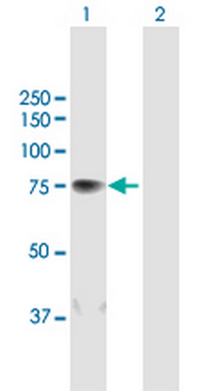 COIL Antibody in Western Blot (WB)