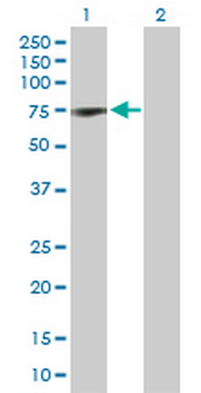 COIL Antibody in Western Blot (WB)