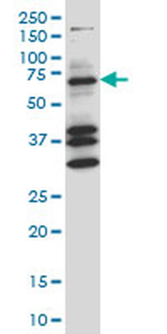 COIL Antibody in Western Blot (WB)
