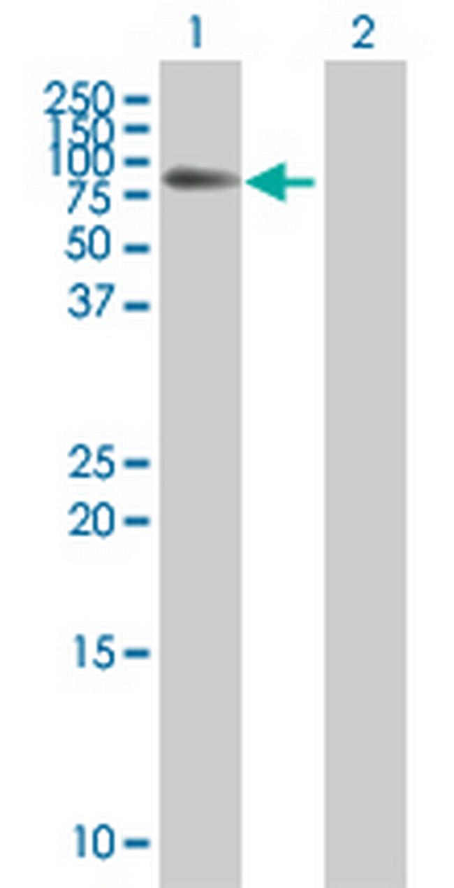 ELL Antibody in Western Blot (WB)