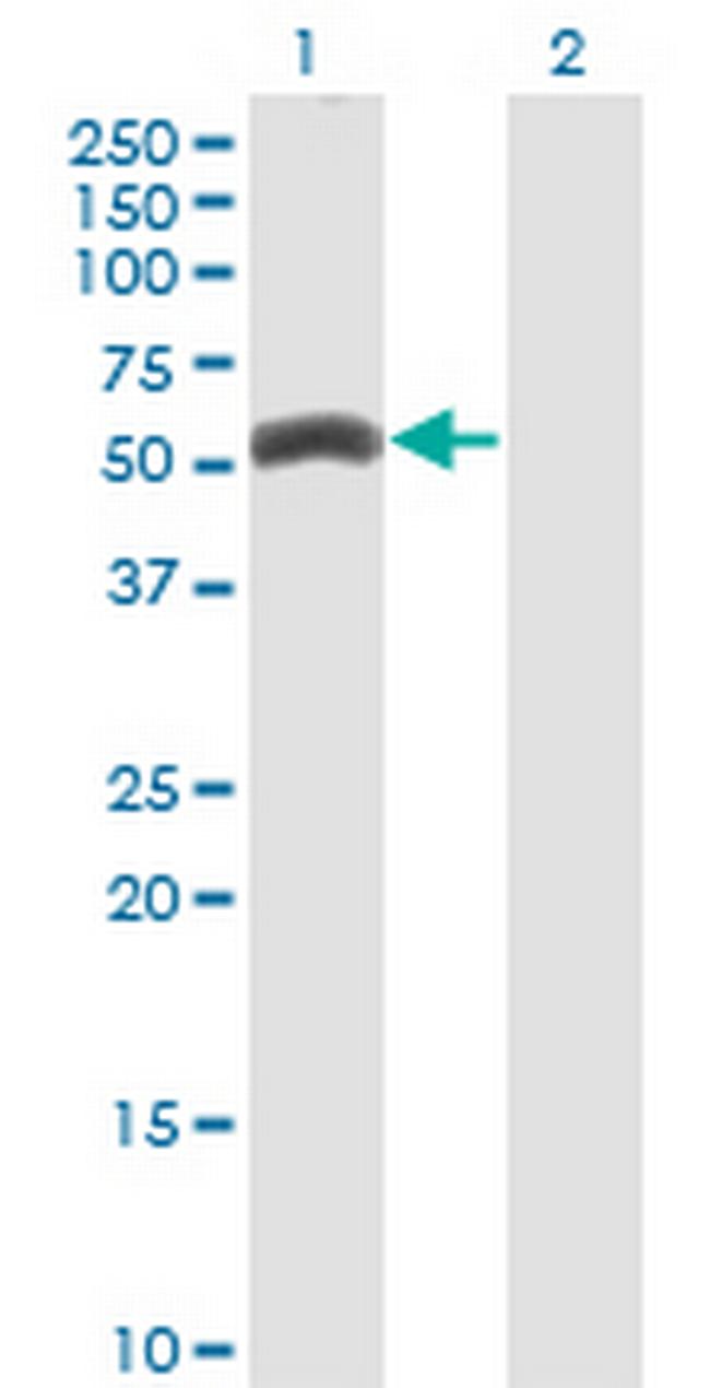 ZNF239 Antibody in Western Blot (WB)