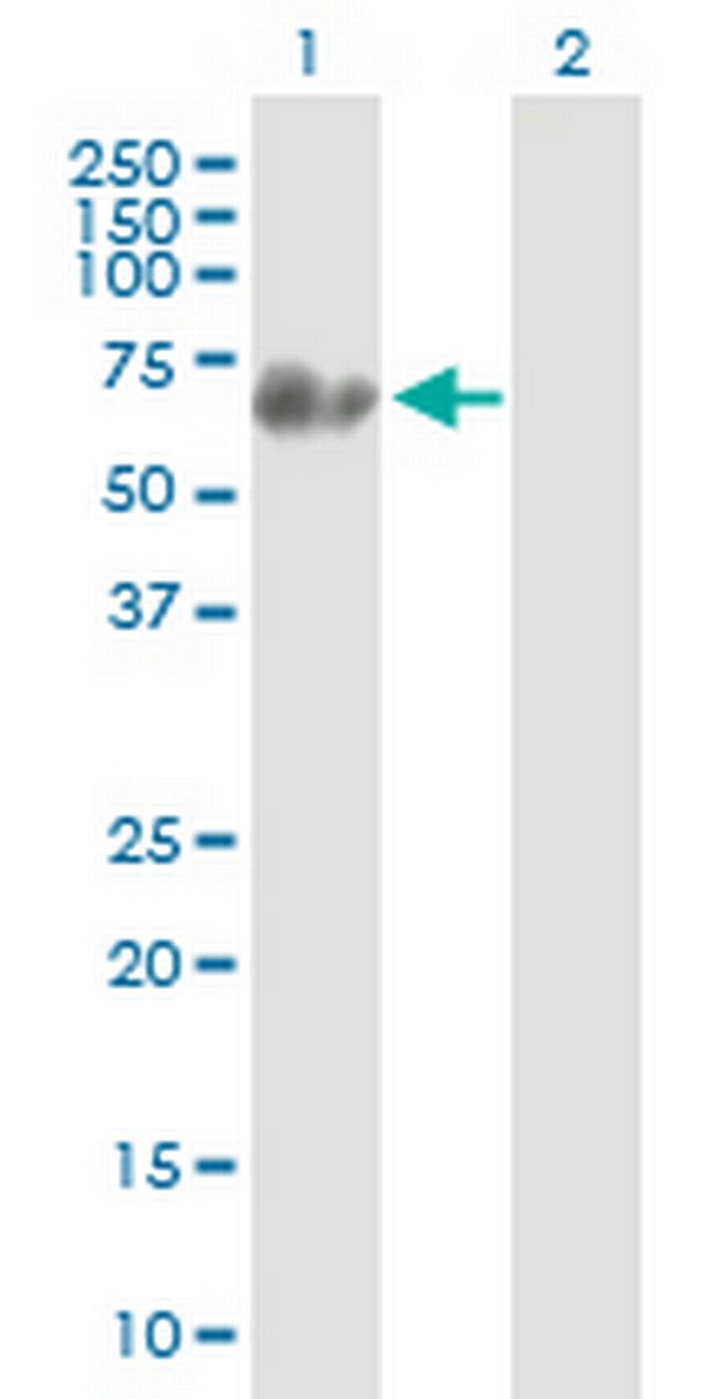 SYN3 Antibody in Western Blot (WB)