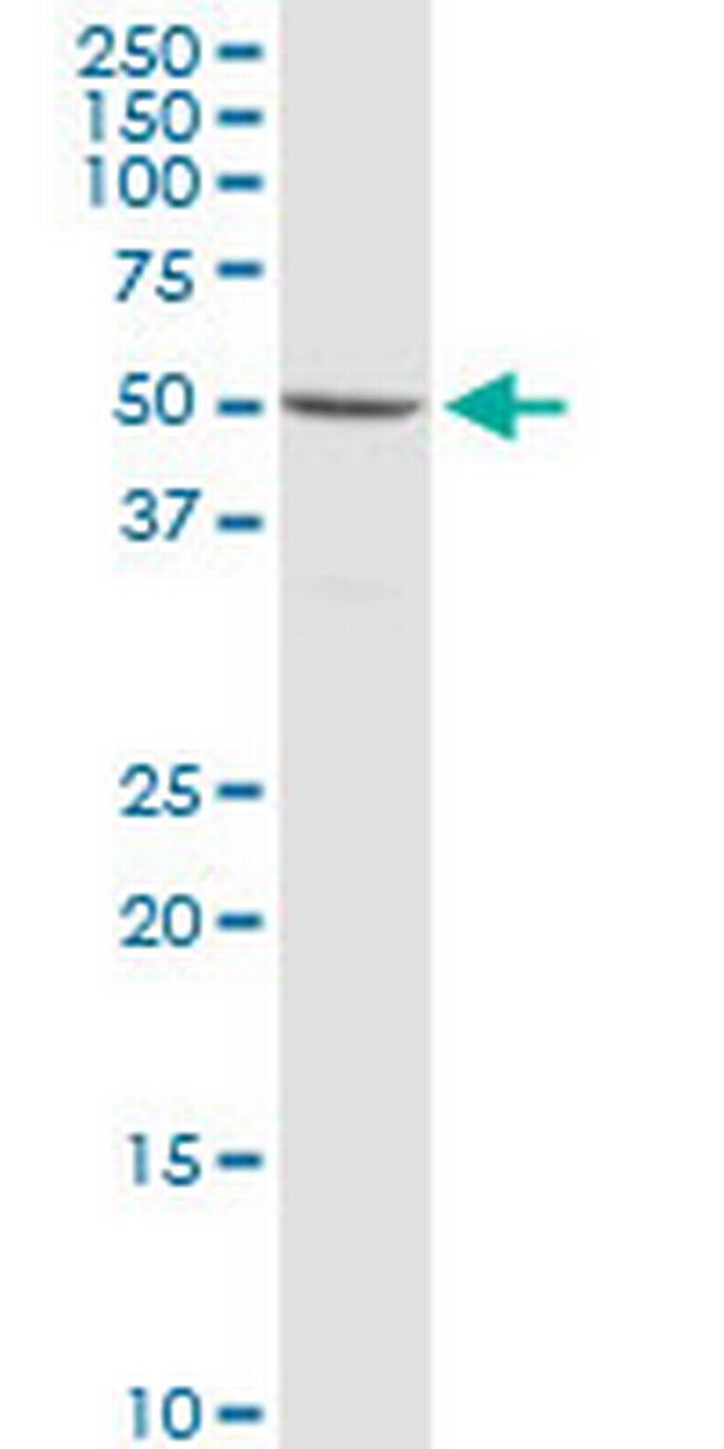 SYN3 Antibody in Western Blot (WB)