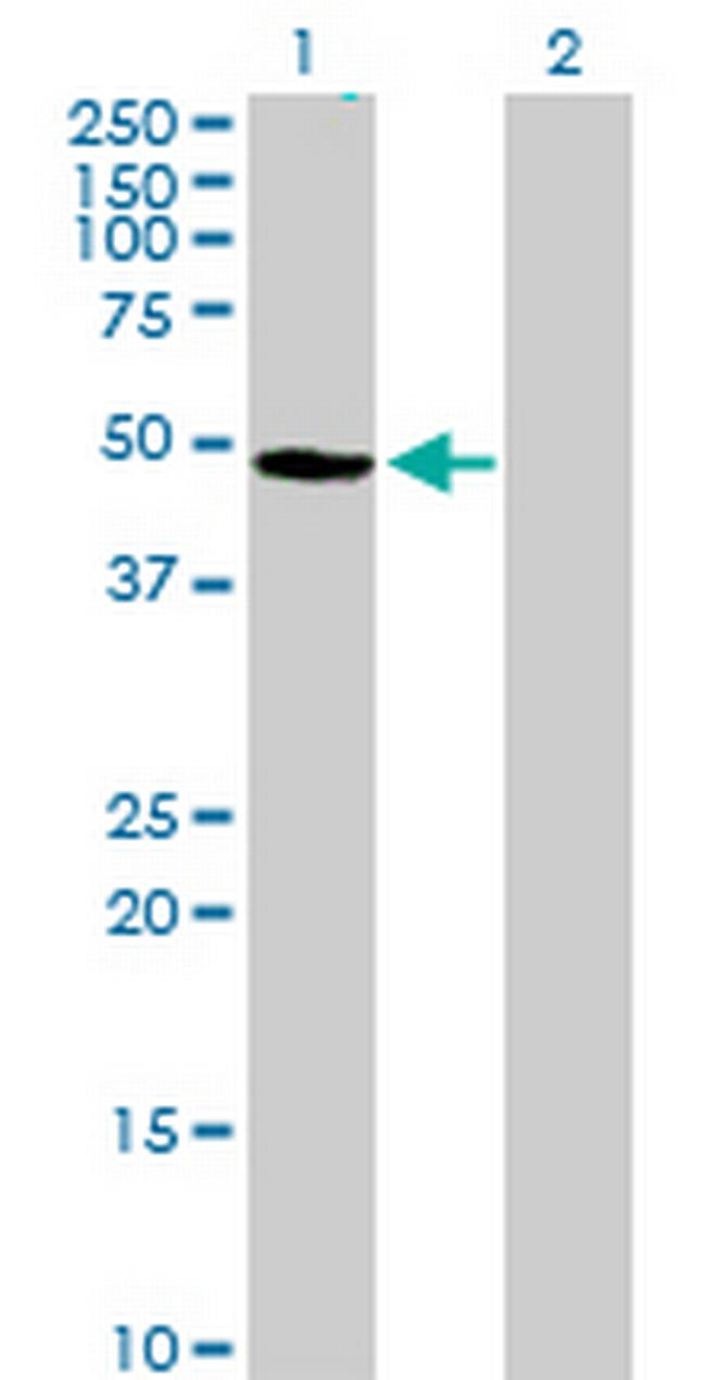 SFRS17A Antibody in Western Blot (WB)
