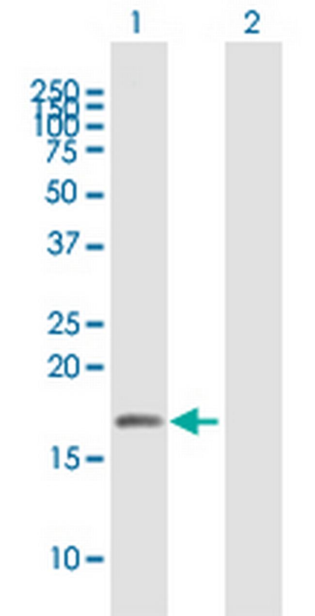 UBL4A Antibody in Western Blot (WB)