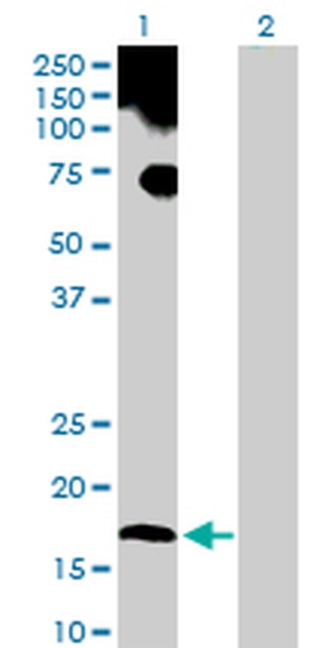 UBL4A Antibody in Western Blot (WB)