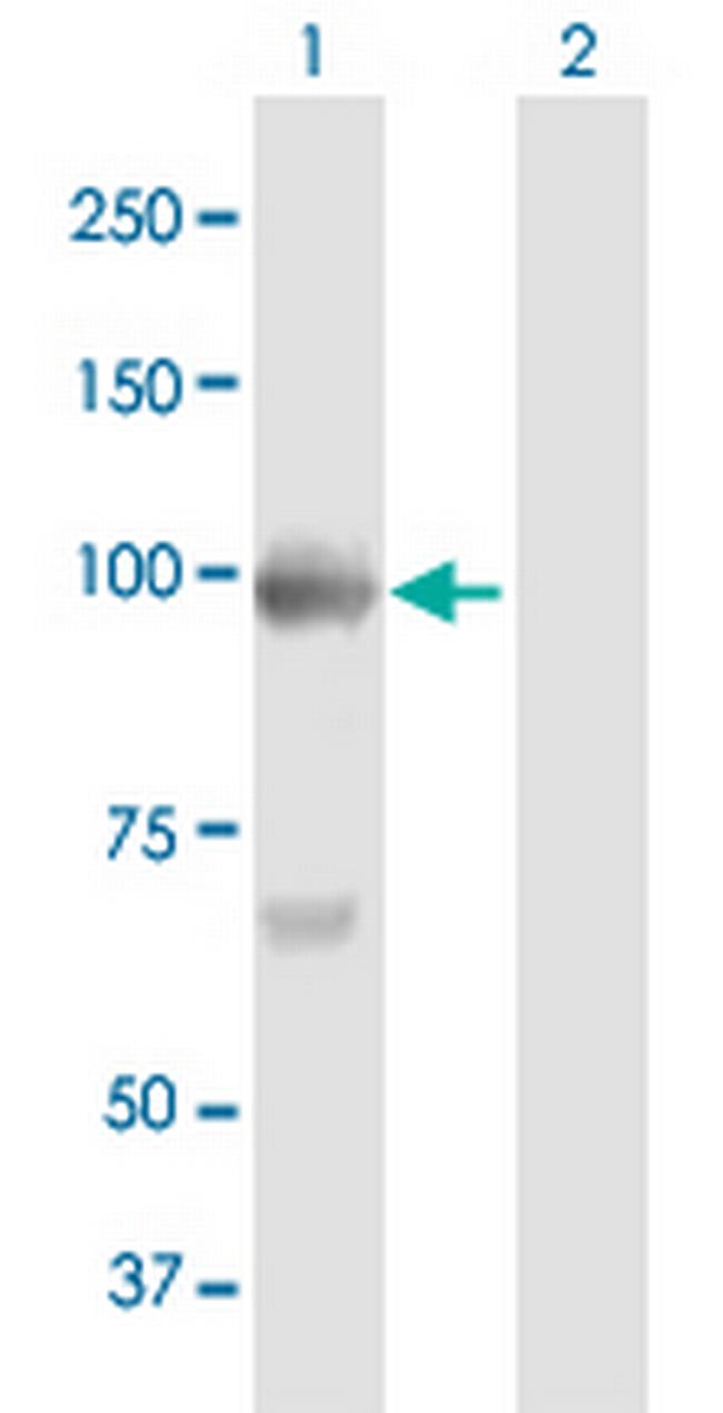 BAP1 Antibody in Western Blot (WB)