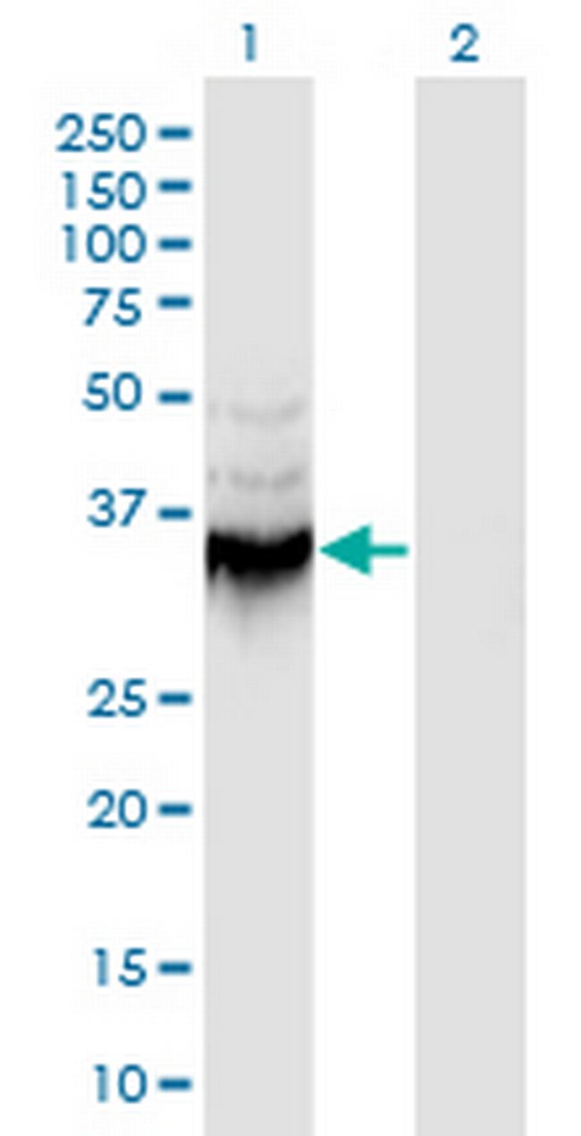 ANXA9 Antibody in Western Blot (WB)