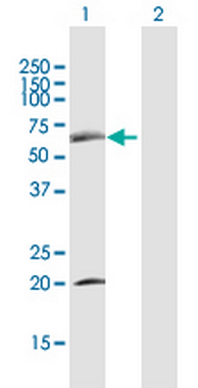 SDPR Antibody in Western Blot (WB)