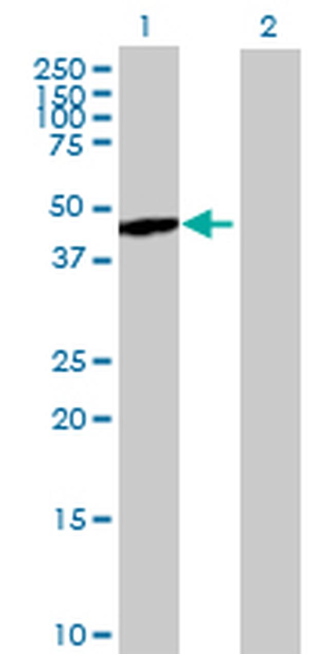 NCK2 Antibody in Western Blot (WB)