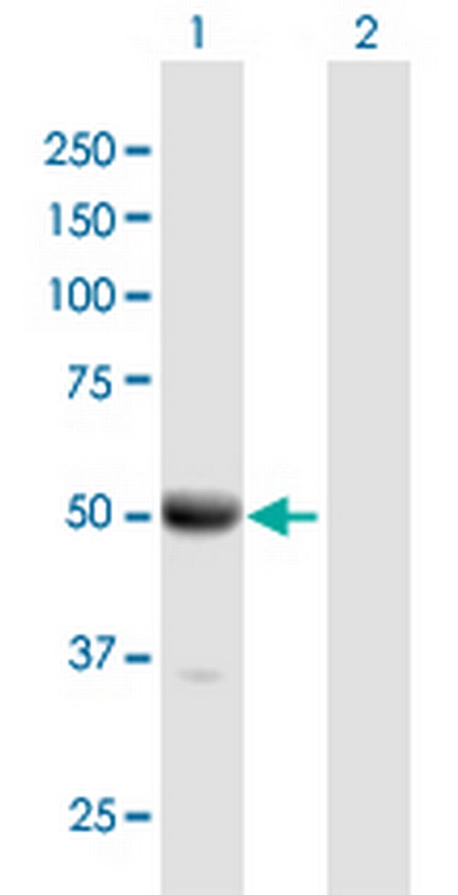 DOC2B Antibody in Western Blot (WB)