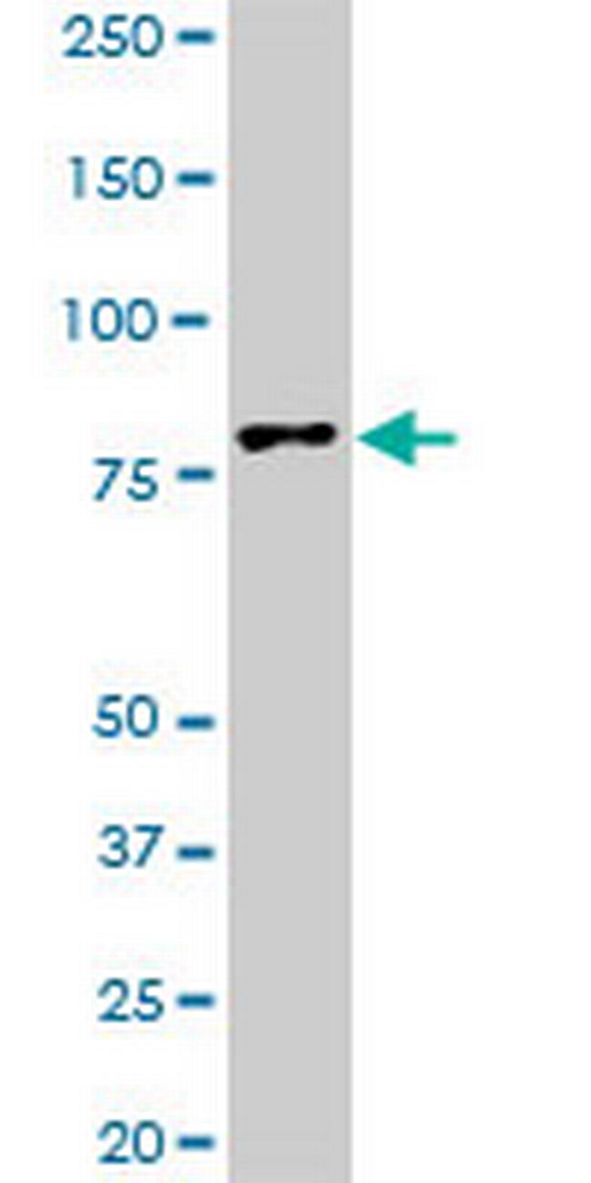 TTF2 Antibody in Western Blot (WB)