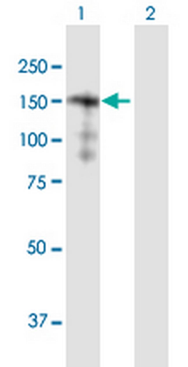 SORBS2 Antibody in Western Blot (WB)
