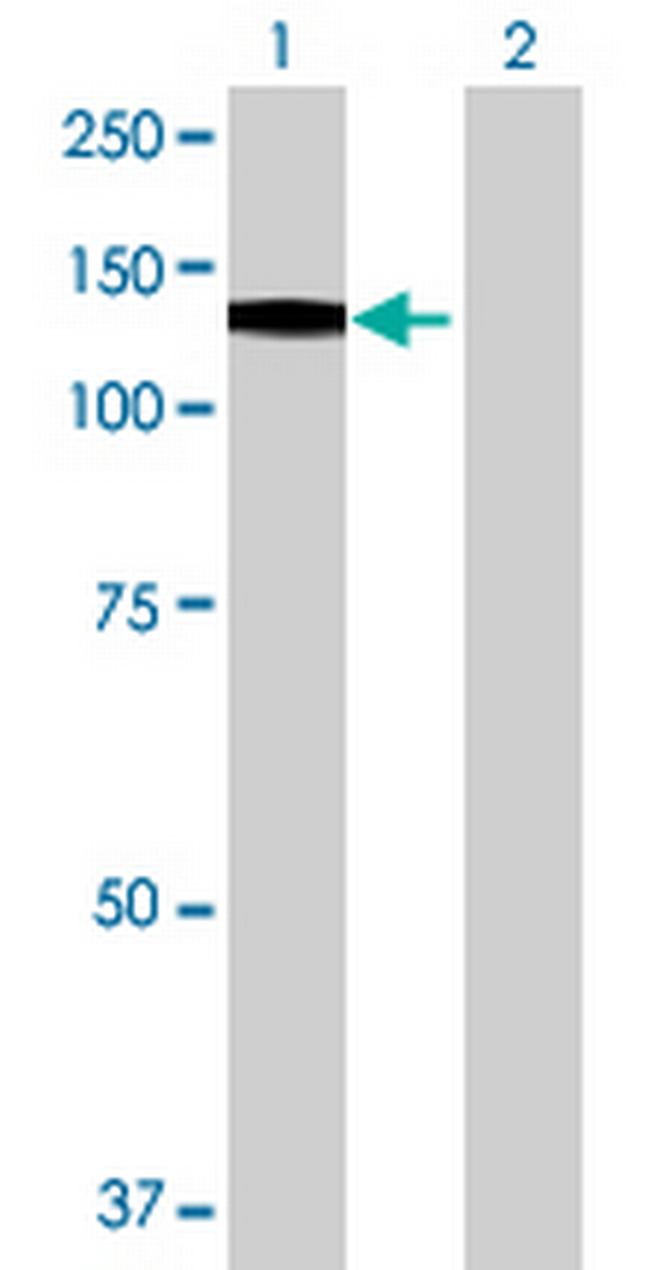 PPFIBP2 Antibody in Western Blot (WB)