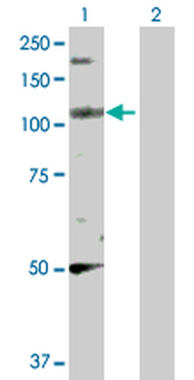 PPFIBP2 Antibody in Western Blot (WB)