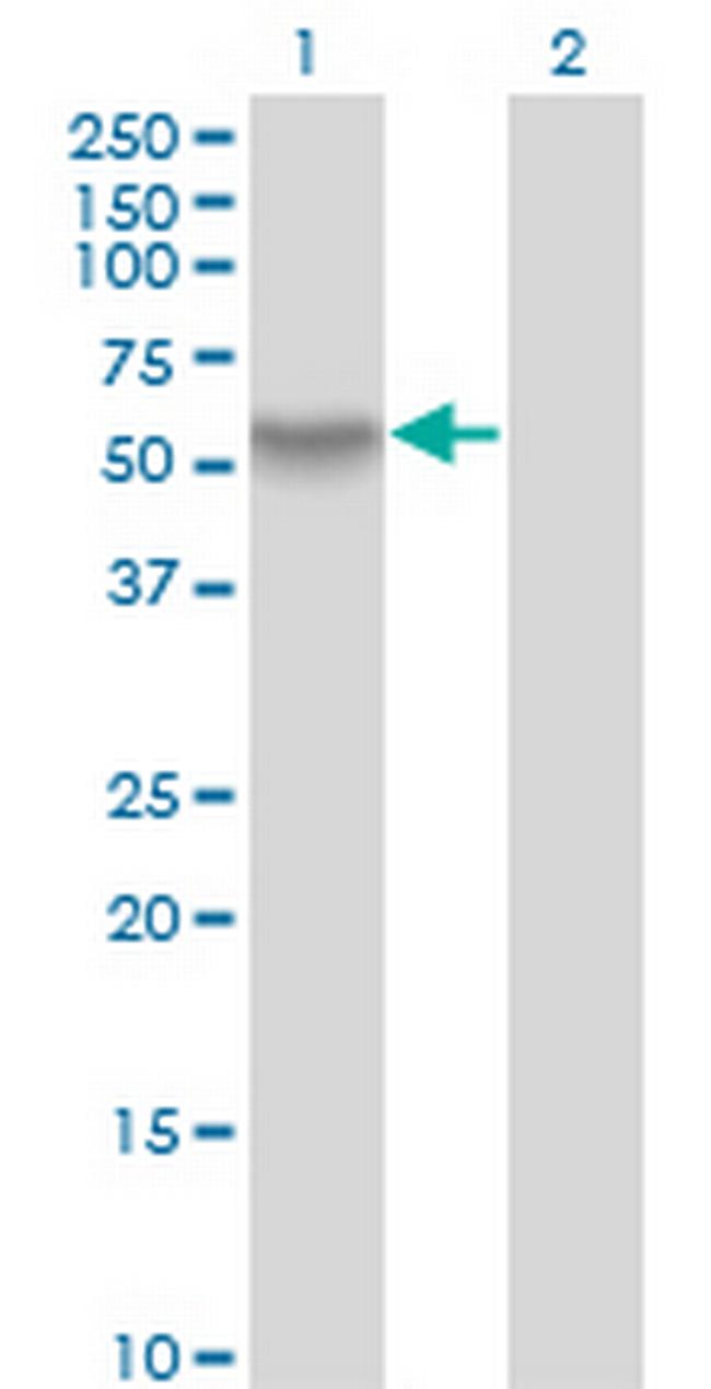 RANBP3 Antibody in Western Blot (WB)