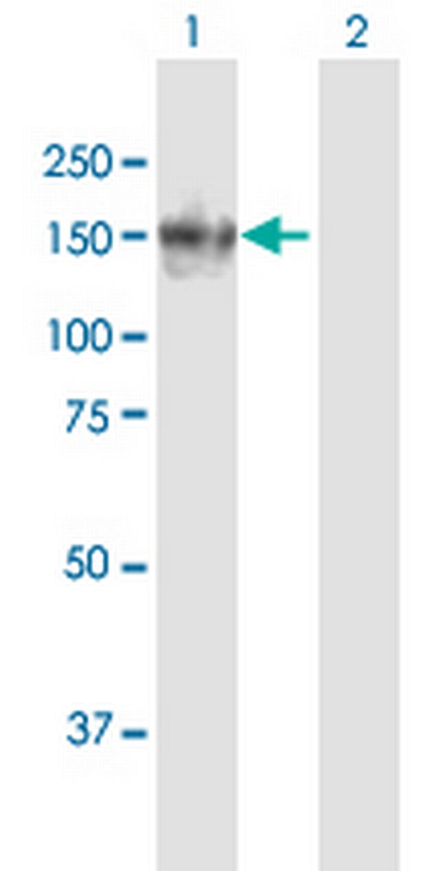 ITGA10 Antibody in Western Blot (WB)