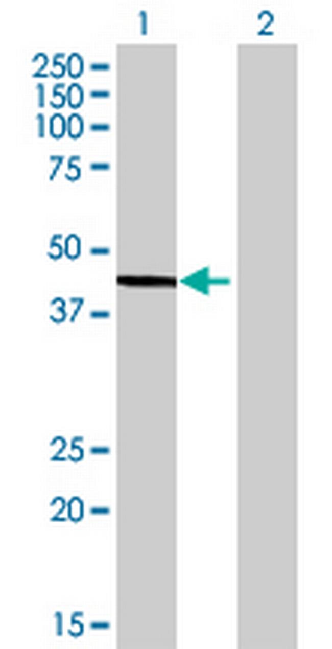 DDO Antibody in Western Blot (WB)