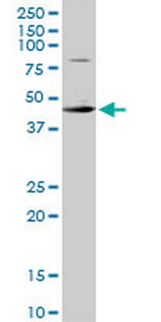 CSDA Antibody in Western Blot (WB)