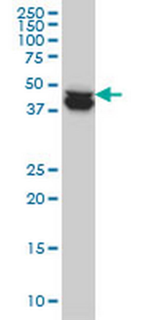COPS3 Antibody in Western Blot (WB)