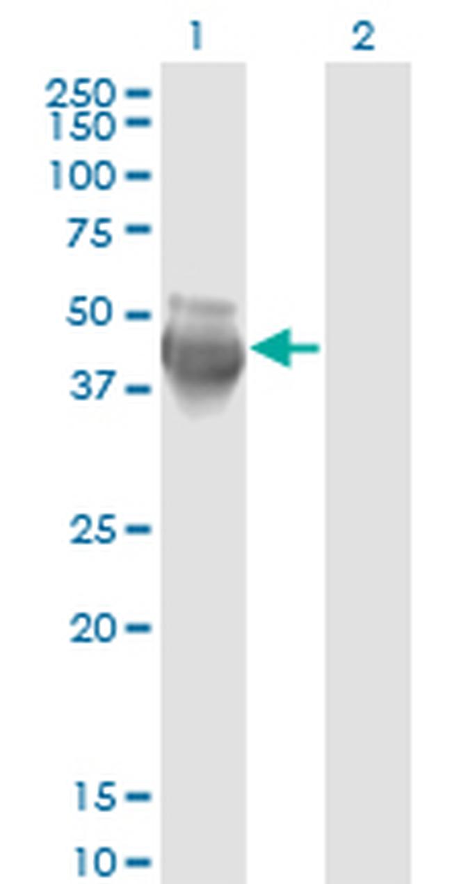COPS3 Antibody in Western Blot (WB)