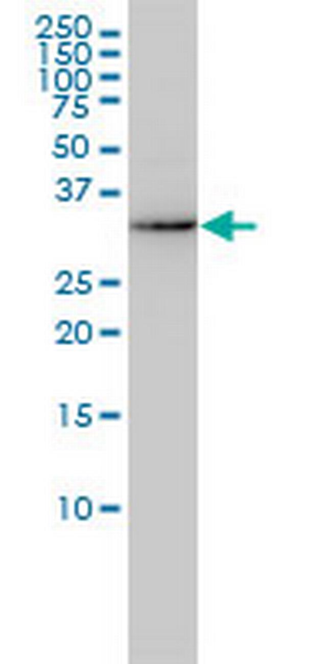 AKR7A2 Antibody in Western Blot (WB)