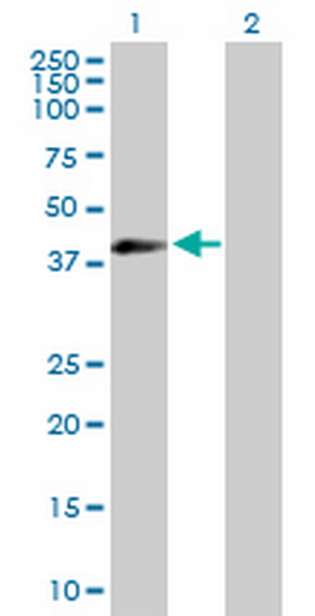 EIF3G Antibody in Western Blot (WB)