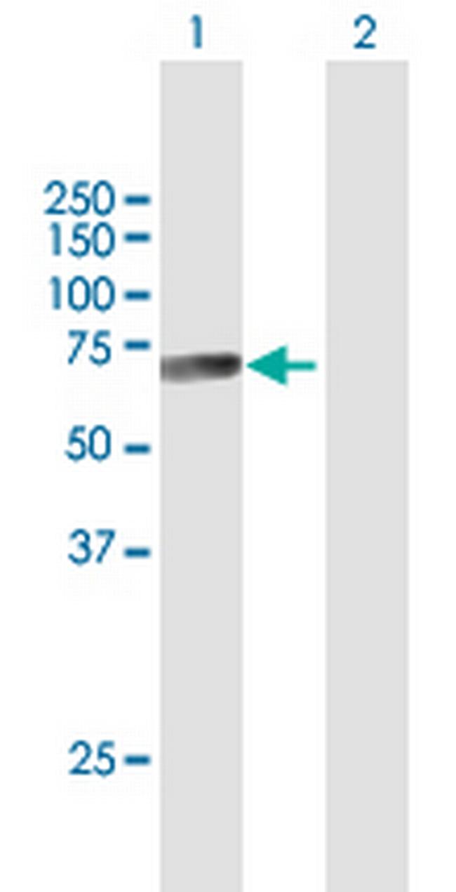 CTSF Antibody in Western Blot (WB)