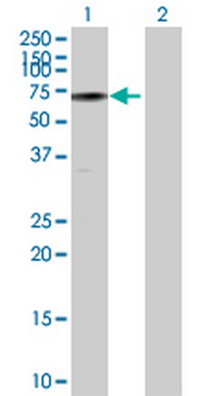 C19orf2 Antibody in Western Blot (WB)