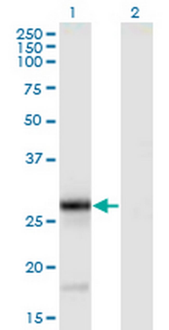 TNFSF9 Antibody in Western Blot (WB)