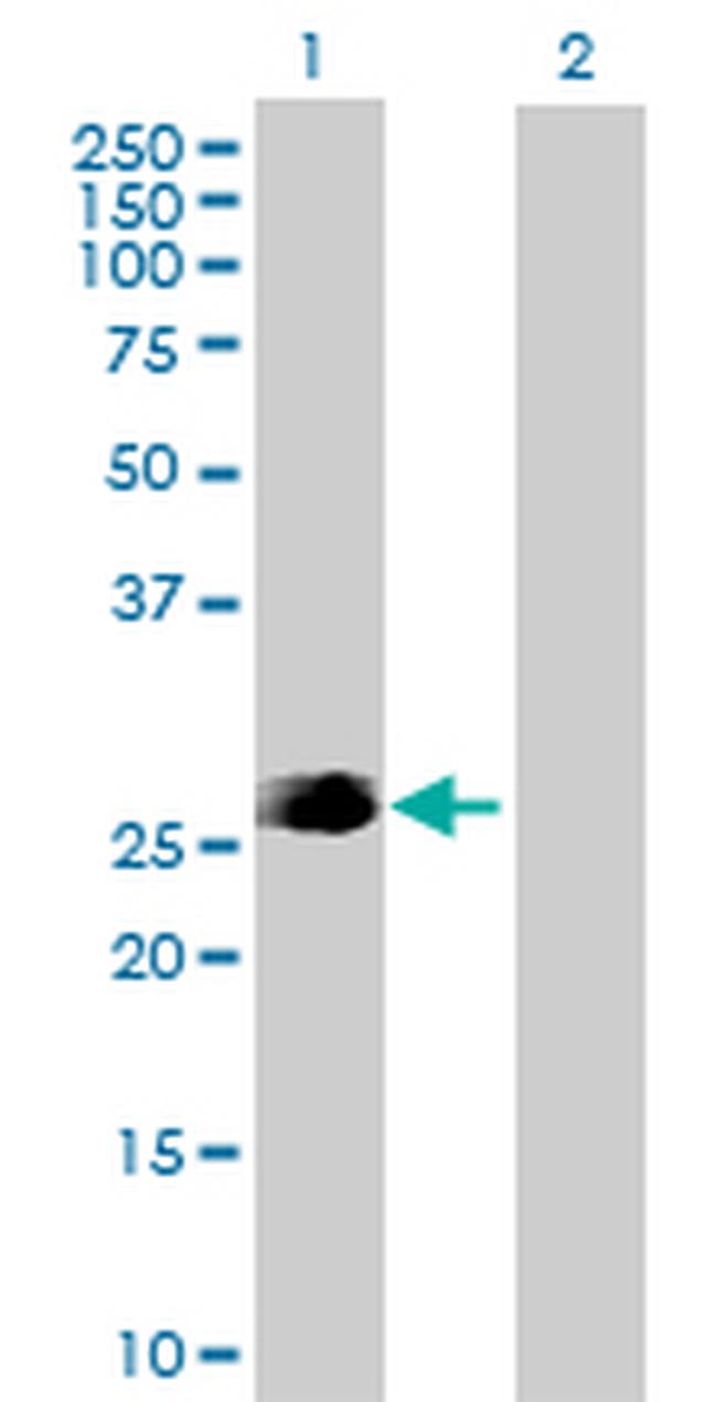 FADD Antibody in Western Blot (WB)