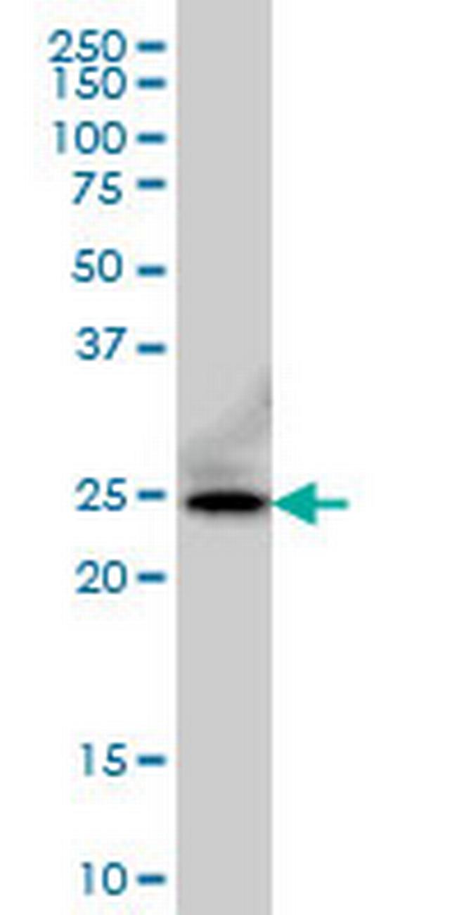 FADD Antibody in Western Blot (WB)
