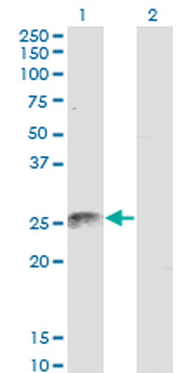 FADD Antibody in Western Blot (WB)