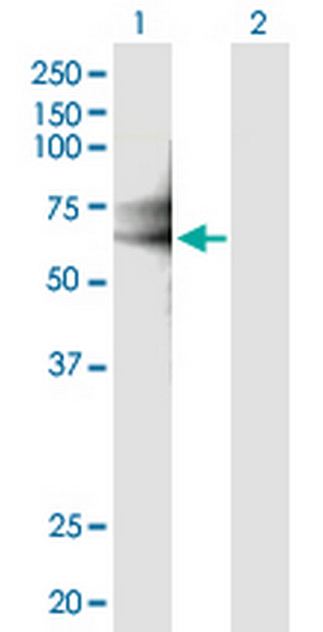 IL18RAP Antibody in Western Blot (WB)