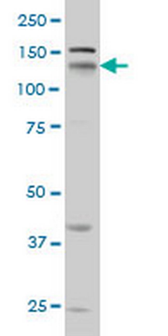 NRP1 Antibody in Western Blot (WB)