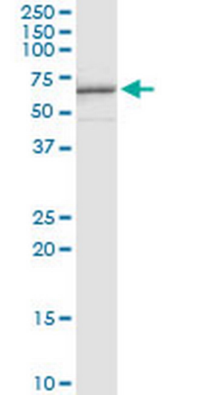 HDAC3 Antibody in Immunoprecipitation (IP)