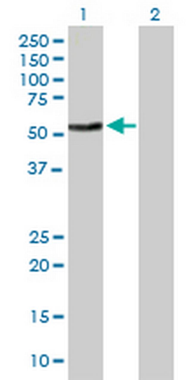 PROZ Antibody in Western Blot (WB)