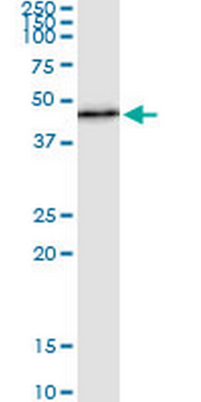 PER3 Antibody in Immunoprecipitation (IP)