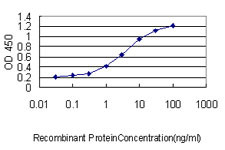 SQSTM1 Antibody in ELISA (ELISA)