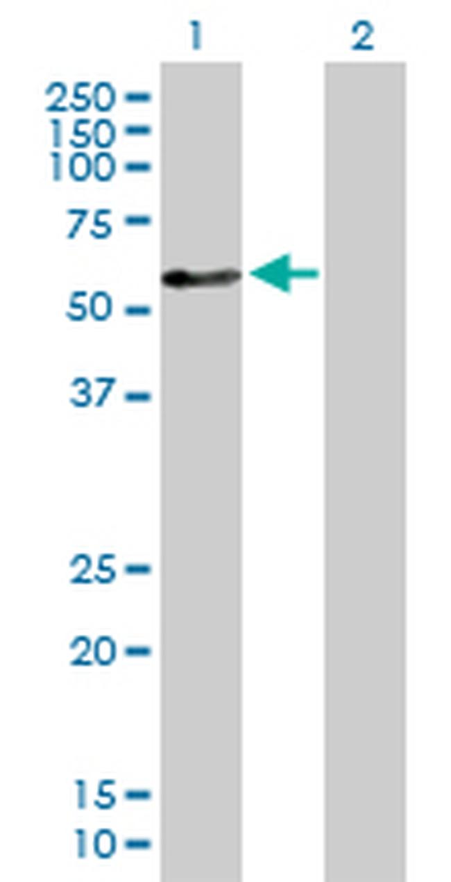 ZNF259 Antibody in Western Blot (WB)
