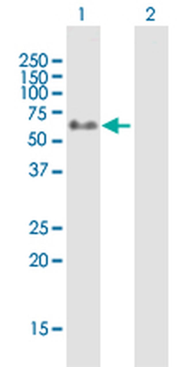 GYG2 Antibody in Western Blot (WB)