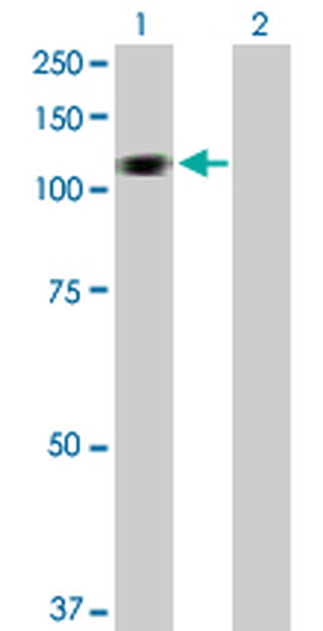 HERC3 Antibody in Western Blot (WB)